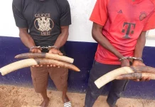 Lutte contre la délinquance faunique: treize présumés trafiquants interpellés en 2025