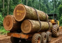 R.p.d.h : Le secteur forestier dans le Niari a besoin d’outils de gouvernance participative