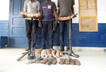 Djambala: trois individus condamnés à des peines de prison ferme pour trafic d’ivoire