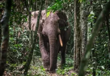 Mossendjo : Une femme tuée par un éléphant, suscitant une grande indignation