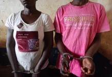 Un couple interpellé en possession d’un bébé singe de type mandrill à N’Kayi